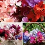 Lathyrus Sweet Dreams Mixed 10 cells (50 plants)