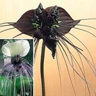 Bat Flower Collection 2 potted plants - 1 of each