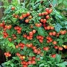 Tomato Tasty Tumbler 5 young plants