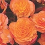 Begonia Peardrop 10 young plants