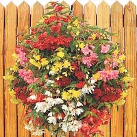 Begonia Illumination Mixed 30 plug plants + 12 FREE