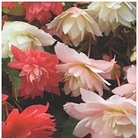 Begonia Bellconia Mixed 10 young plants