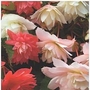Begonia Bellconia Mixed 10 young plants