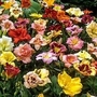 Daylily Breeders' Mix 10 bareroot plants