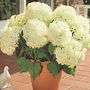 Hydrangea Annabelle 3 bareroot plants