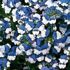 Nemesia KLM 72 plug plants + 12 FREE