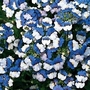 Nemesia KLM 72 plug plants + 12 FREE