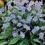 Omphalodes Starry Eyes 6 young plants