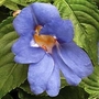 Impatiens 'Blue Sky'&trade; (PBR applied for) 12 young plants