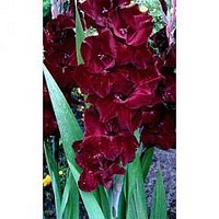 Gladiolus Belle de Nuit 24 bulbs