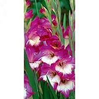 Gladiolus Glamini Naomi 40 bulbs