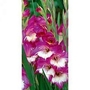 Gladiolus Glamini Naomi 40 bulbs