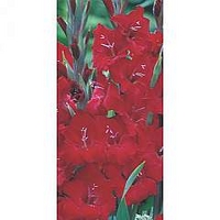 Gladiolus Glamini Tom 40 bulbs