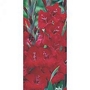 Gladiolus Glamini Tom 40 bulbs