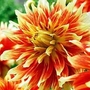 Dahlia - Dinner Plate Giant - Bodacious 6 tubers