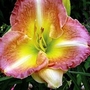 Daylily Malibu Madras 2 bareroot plants
