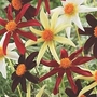 Dahlia Honka Blend 3 tubers