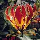 Gloriosa rothschildiana (Glory Lily) - Red Climbing Lily 6 tubers