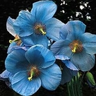 Meconopsis x sheldonii - The Blue Poppy 1 plant in 9cm pot