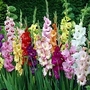 Gladiolus Glamini Collection 70 mixed bulbs