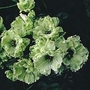 Delphinium Green Expectations 10 plants in 5cm pots