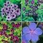 Geranium [Hardy] Collection 12 plants - 3 of each
