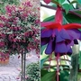 Fuchsia Dollar Princess (Standard Whip) 2 plants in 9cm pots + FREE 100g Fertiliser
