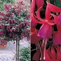 Fuchsia Beacon (Standard Whip) 2 plants in 9cm pots + FREE 100g Fertiliser