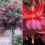 Fuchsia Dark Eyes (Standard Whip) 2 plants in 9cm pots + FREE 100g Fertiliser