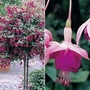 Fuchsia Lena (Standard Whip) 2 plants in 9cm pots + FREE 100g Fertiliser