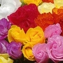 Primula Double Promo Mixed 10 jumbo plugs in bud