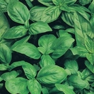 Basil Sweet Green Seeds