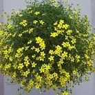 Bidens Gold Star 5 young plants