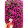Petunia Charlie's Angels Pink 10 young plants