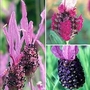 Lavender French Collection 9 plants - 3 of each