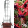 Fuchsia Lady Boothby & Climbing Frame 5 plants + Climbing Frame