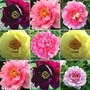 Peony - Tree Peony Lucky Dip 3 bareroot plants