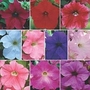 Petunia Fanfare Mixed - Collection A & B 20 plants - 2 of each