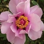 Peony - Tree Peony Fen Die 1 bareroot plant