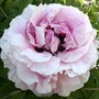 Peony - Tree Peony Fen Yu Qing Guang 1 bareroot plant