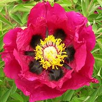 Peony - Tree Peony Feng Gong Wei Ji 1 bareroot plant