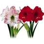 Amaryllis Duo Special Offer 1 Appleblossom Amaryllis