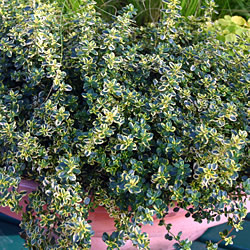 Thyme citriodorus Golden Queen Plants