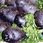 Potato : Minituber : Congo 10 tubers