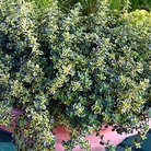 Thyme citriodorus Golden Queen Plants