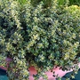 Thyme citriodorus Golden Queen Plants