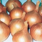 Onion : Hercules 2 packs