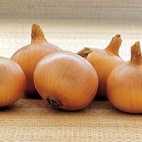Onion : Jet Set 1 pack