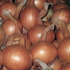 Onion : Rumba 1 pack