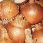 Onion : Sturon 1 pack